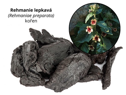 Rehmanie lepkavá